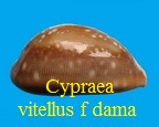 Cypraea vitellus f dama, Perry 1811