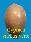 Cypraea vitellus, Linné 1758