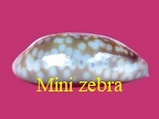 Mini Macrocypraea zebra