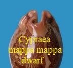 Cypraea mappa mappa dwarf 