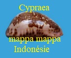 Cypraea mappa geographica, Sch.& Schilder 1933