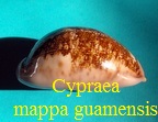 Cypraea mappa viridis f. guamensis, Kenyon 1902