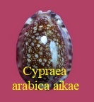 Cypraea arabica aikae, Lorenz 2017