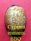 Cypraea arabica immanis BBQ