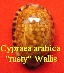 Cypraea arabica ''rusty''