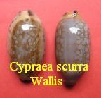 Cypraea scurra scurra, Gmelin 1791