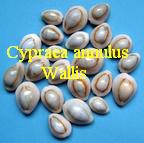 Cypraea annulus, Linné 1758 Wallis