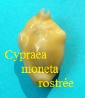 Cypraea moneta rostrée