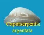 Monetaria caputserpentis argentata