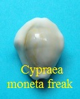 Monetaria moneta freak