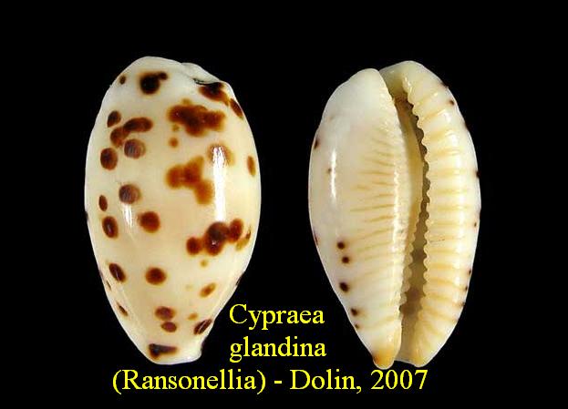 Ransoniella - Dolin & Lozouet, 2005 voir Notadusta - Schilder, 1935 - Différentes espèces Cypraea%20glandina%20(Ransonellia)%20-%20Dolin,%202007