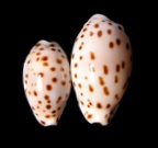 Cypraea punctata ile maurice