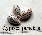 Cypraea punctata punctata, von Linné 1771