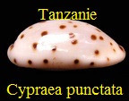 ransoniella punctata punctata, Tanzanie