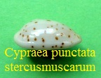 Cypraea punctata stercusmuscarum, Lamarck 1810