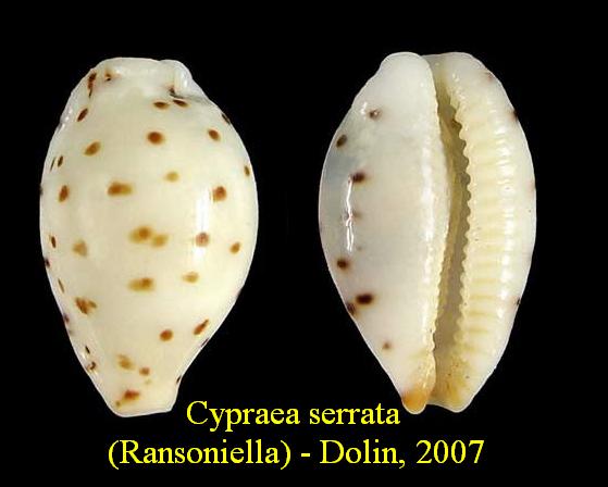 Ransoniella - Dolin & Lozouet, 2005 voir Notadusta - Schilder, 1935 - Différentes espèces Cypraea%20serrata%20(Ransonellia)%20-%20Dolin,%202007