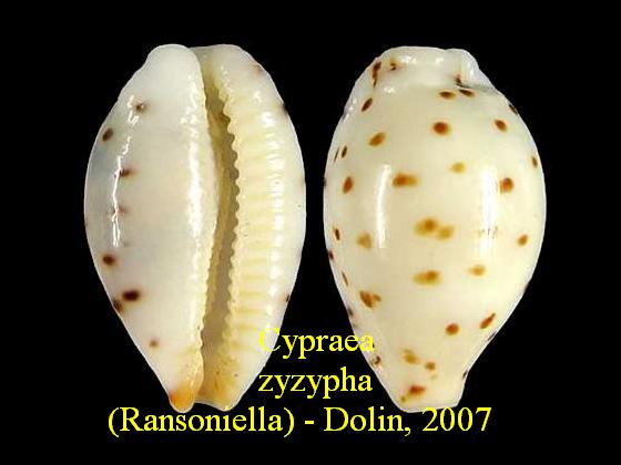 Ransoniella - Dolin & Lozouet, 2005 voir Notadusta - Schilder, 1935 - Différentes espèces Cypraea%20zyzypha%20(Ransoniella)%20-%20Dolin,%202007%20
