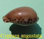 Cypraea angustata, Gmelin 1791