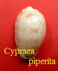 Cypraea piperita, Gray 1825