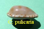 Cypraea pulicaria, Reeve 1846