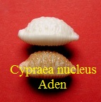 Cypraea nucleus Aden