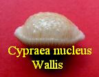 Cypraea nucleus wallis