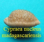 Cypraea nucleus madagascariensis, Gmelin 1791