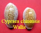 Cypraea chinensis amiges, Melvill & Standen 1904 wallis