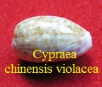 Cypraea chinensis violacea, Rous 1905