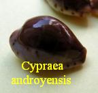 Cypraea androyensis androyensis, Bloecher & Lorenz 1999 