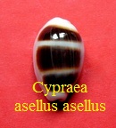 Cypraea asellus asellus, L. 1758