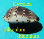 Cypraea diliculum diliculum, Reeve 1845