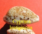 Cypraea lentiginosa lentiginosa, Gray 1825