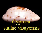 Cypraea saulae f. visayensis, Massilia 1978