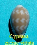 Cypraea ziczac vittata, Deshayes 1831