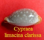 Cypraea limacina clarissa, Lorenz 1989