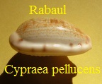 talostolida subfasciata pellucens, Melvill 1888