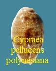 Cypraea pellucens pellucens f. polynesiana, Raybaudi 1992