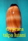 Cypraea talpa lutani, Bridges 2015