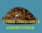 Cypraea stercoraria cameroonica, Lorenz 2017