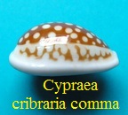 Cypraea cribraria comma, Perry 1811