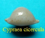 Cypraea cicercula cicercula, Linné 1758