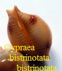 Cypraea bistrinotata bistrinotata, Schilder & Schilder 1937