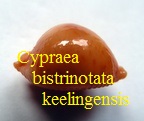 Cypraea bistrinotata keelingensis, Schilder & Schilder 1940