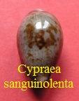 Cypraea (Zonaria) sanguinolenta, Gmelin 1791