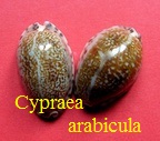 Cypraea (Pseudozonaria) arabicula, Lamarck 1810