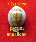 Cypraea (Pyrum) angelicae, Clover 1974