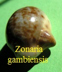 Zonaria gambiensis x Hipponix