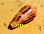 collectionde Conus,conidae